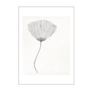 Poster & Frame - The Poster Club x Ana Frois poster 30x40 cm poppy