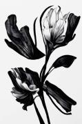 Pelcasa - Poster Black Flower - Beige - Posters - Från Homeroom