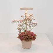 Zafferano Poldina Reverso batteridriven bordslampa sand