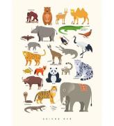 Citatplakat Affisch - Barnaffisch - Animals of Asia - A3